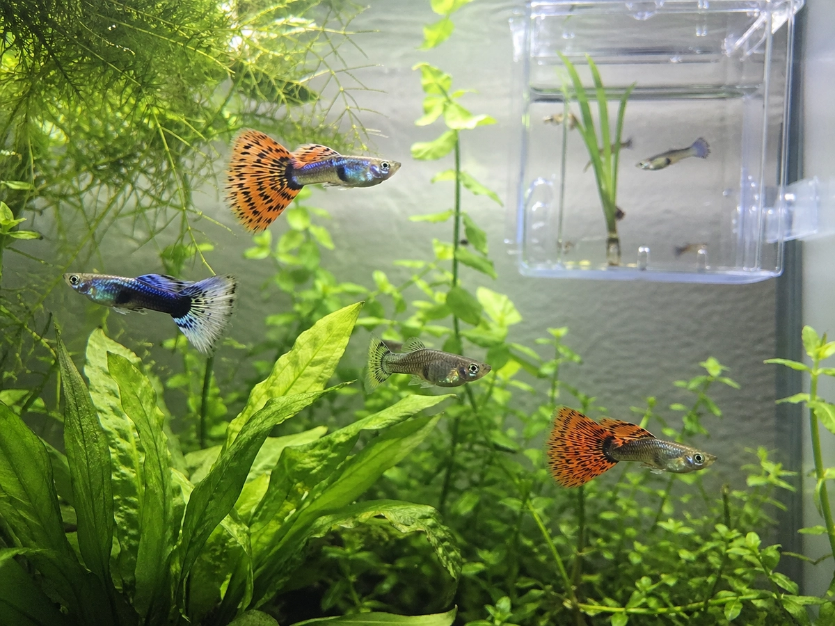 guppy2.png